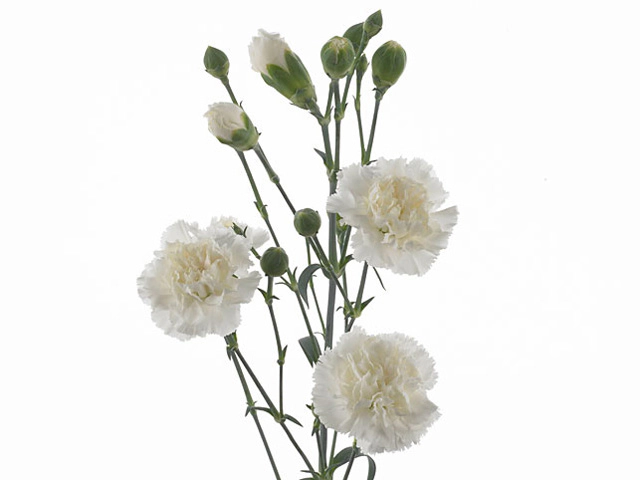 Гвоздика спрей "Coconut"