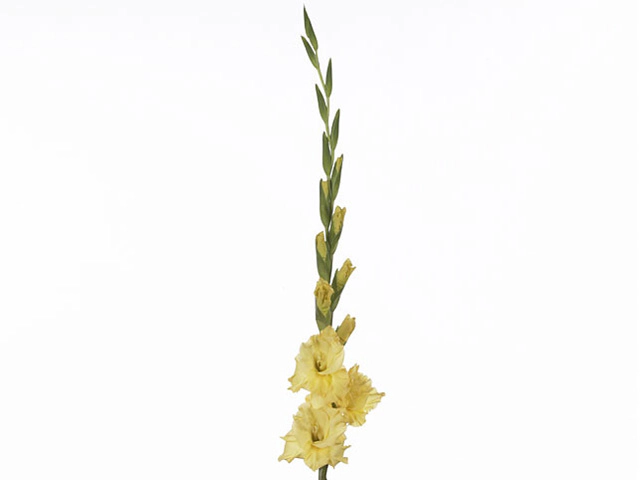 Gladiolus (Large-flowered Grp) Lemon Drop