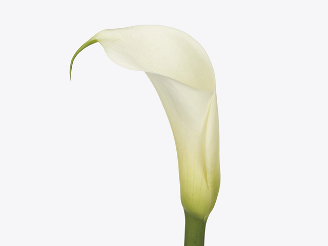 Zantedeschia aethiopica Eydolls White