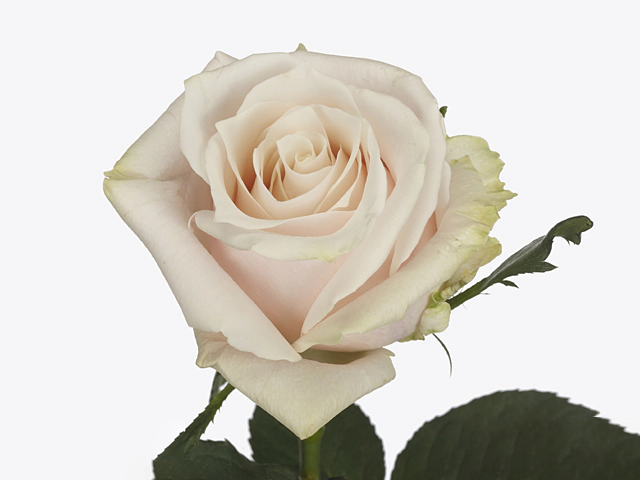 Роза крупноцветковая "Silver Bell"