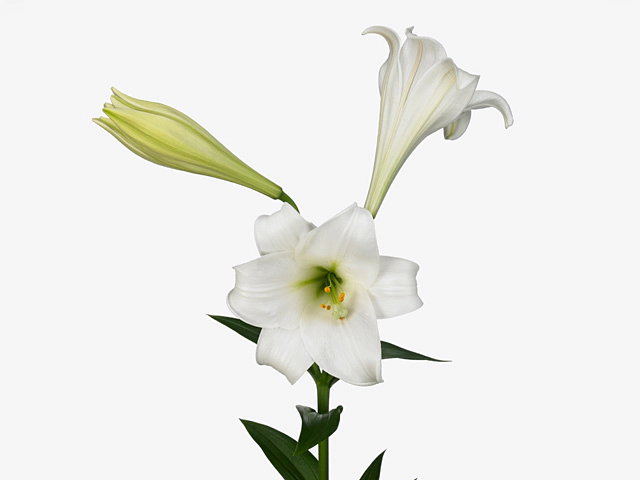 Lilium (Longiflorum Grp) 'Global Harmony'