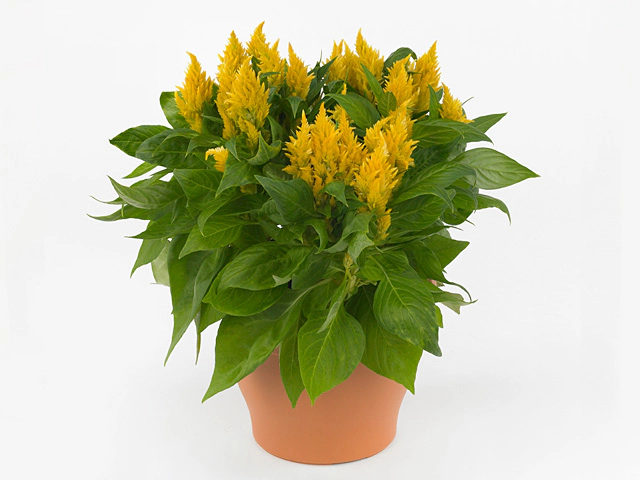 Celosia argentea (Plumosa Grp) 'Fresh Look Yellow'