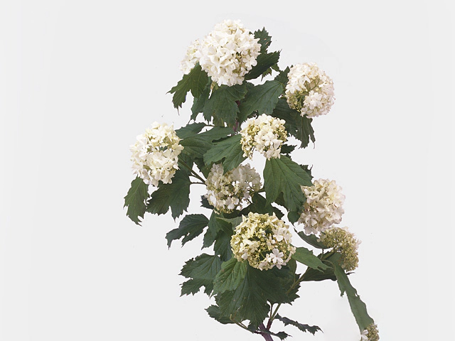 Viburnum per branche opulus Magical Rosella