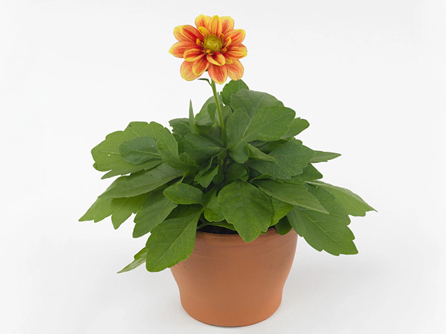 Dahlia (Miscellaneous Grp) Dalaya Shiva
