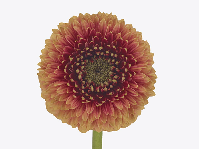 Gerbera mini globose Pomponi Beaker