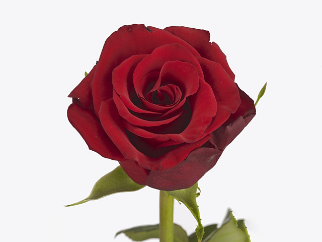 Роза крупноцветковая "Barolo"