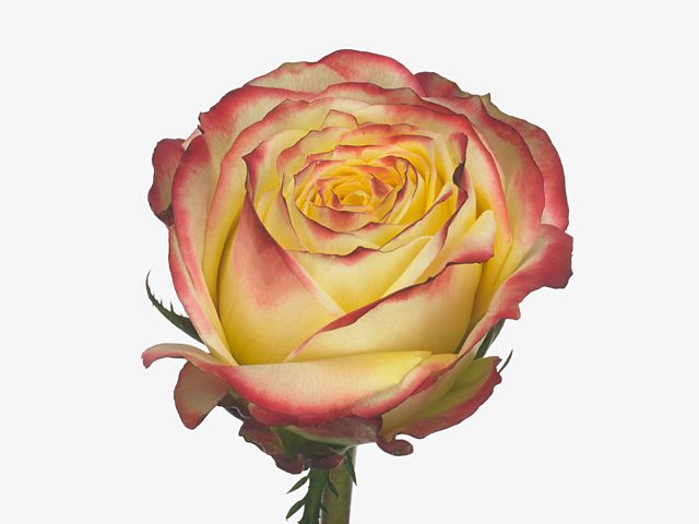 Роза крупноцветковая "Pirouette"