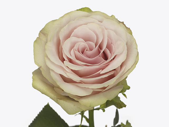 Роза крупноцветковая "Paloma Romina"