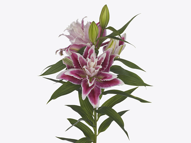 Lilium (Oriental Grp) double Roselily Tabitha