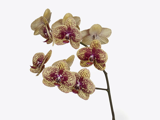 Phalaenopsis per branch Karin Aloha