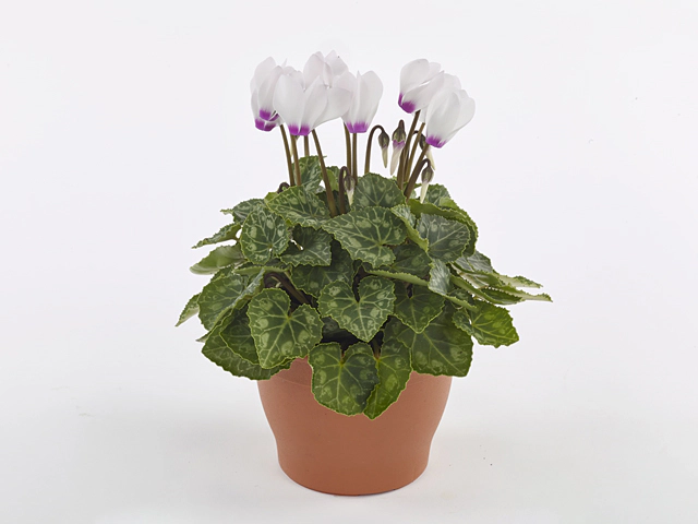 Cyclamen persicum small flowered Super Serie Odora White with Eye