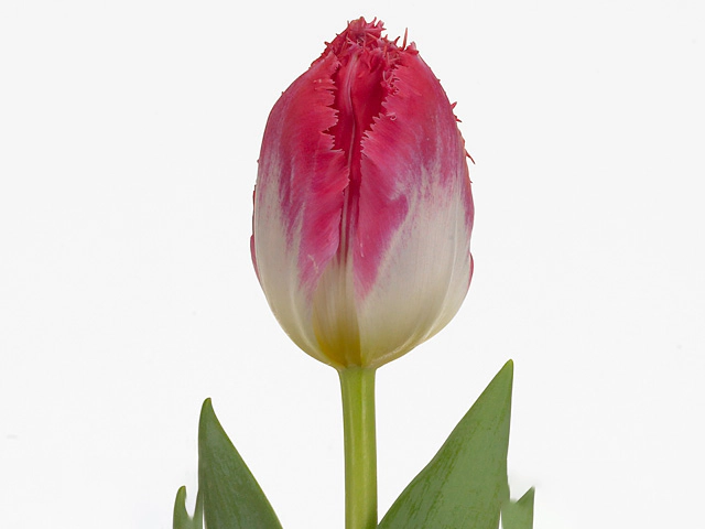 Tulipa (Fringed Grp) 'Auxerre'