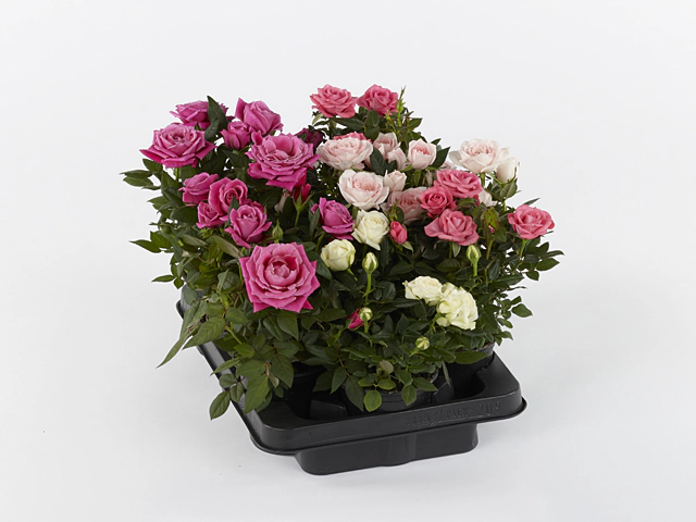Rosa Rosaroma mixed