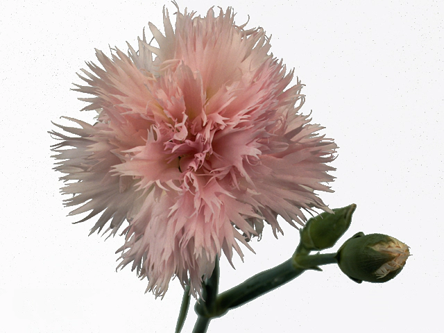 Гвоздика "Egon"