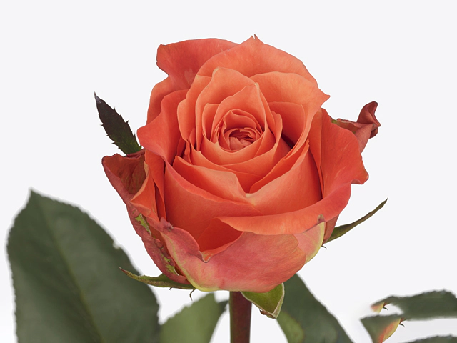 Роза крупноцветковая "Sundowner"