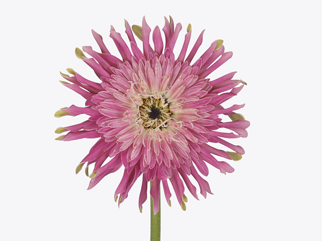 Gerbera large flowered curl-shaped 'Pasta Crespi'