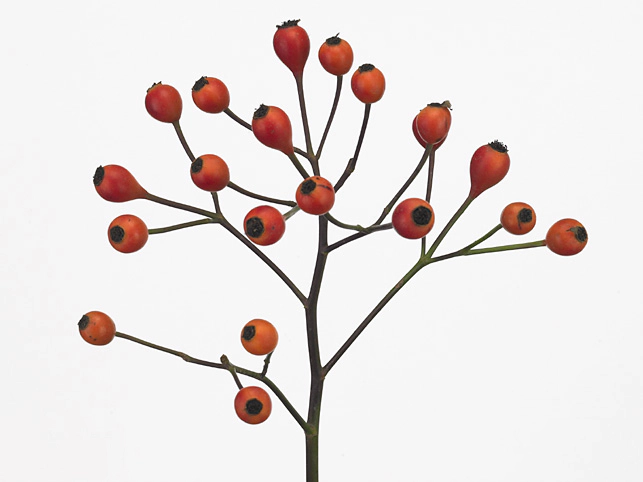 Роза "Orange Fruitilia"