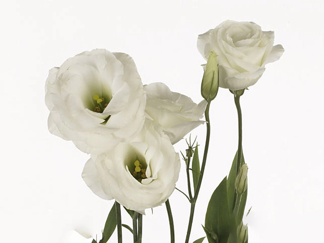 Эустома Рассела двухцветковая "Borealis White"