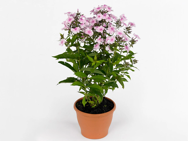 Phlox (Paniculata Grp) Sweet Summer Sensation