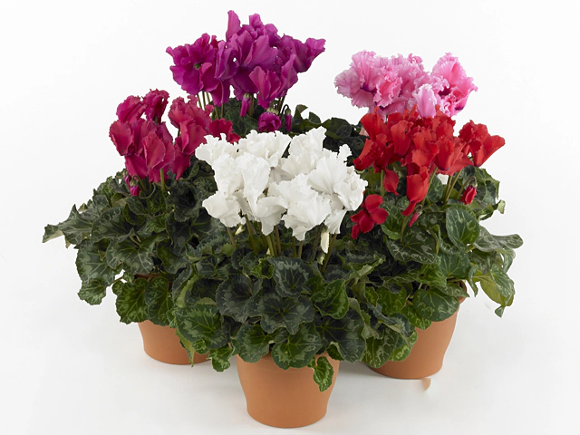 Cyclamen persicum large flowered Friller