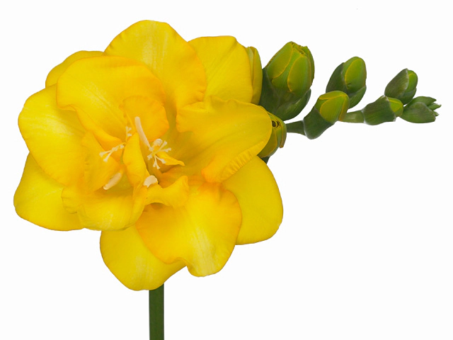 Freesia double flowered 'Golden Gate'