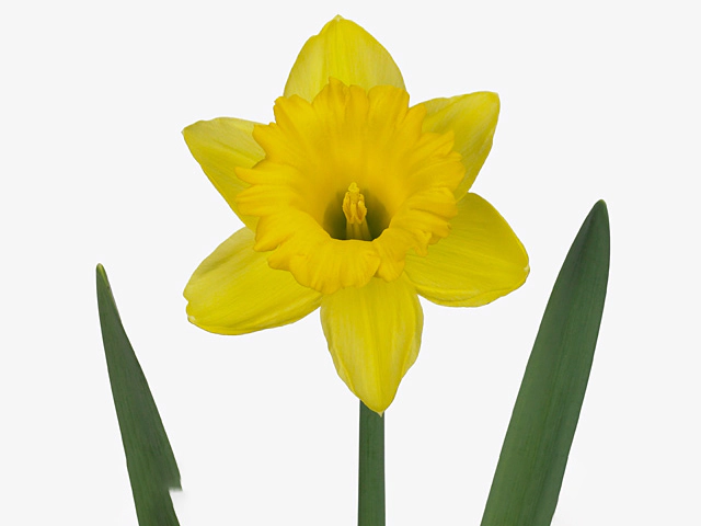 Narcissus (Trumpet Grp) 'Dutch Master'