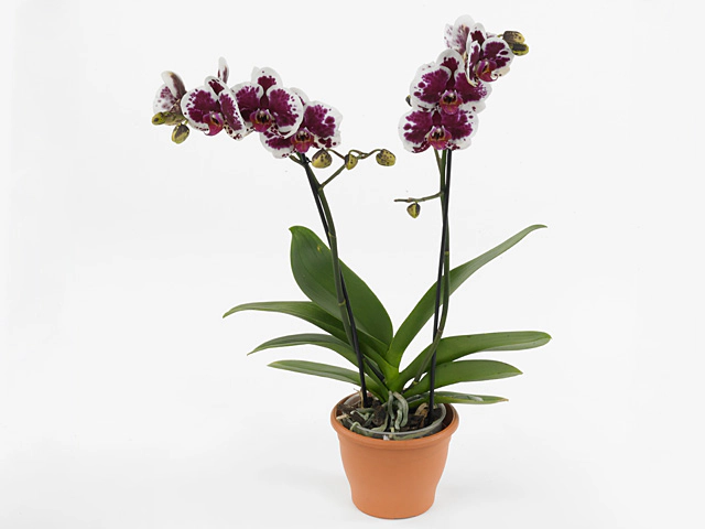 Phalaenopsis Purple Rain