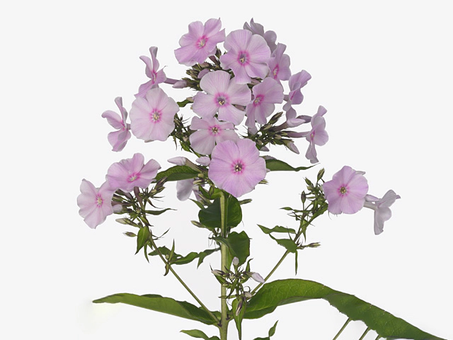 Phlox (Paniculata Grp) Diamonds Soft Pink