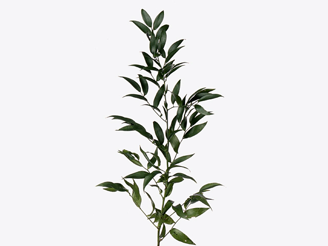 Ruscus aculeatus (small leaf)