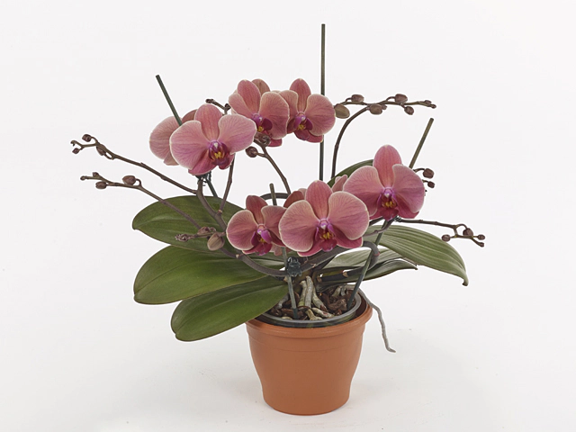 Phalaenopsis Muse Orange