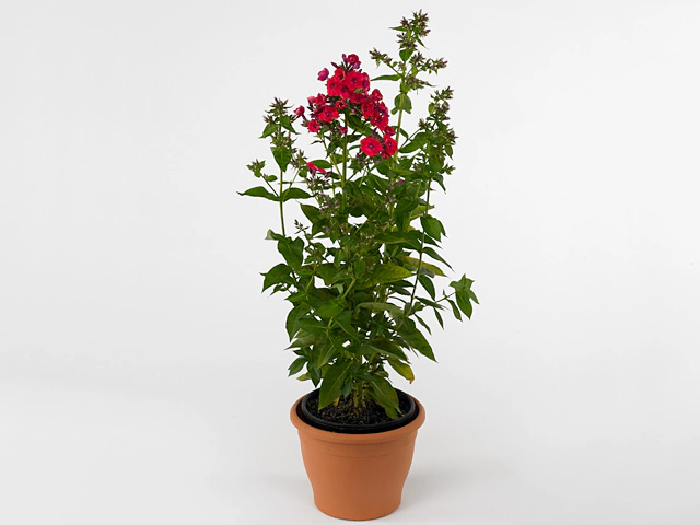 Phlox (Paniculata Grp) Red Flame