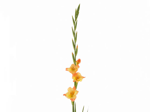 Гладиолус крупноцветковый "Savannah"