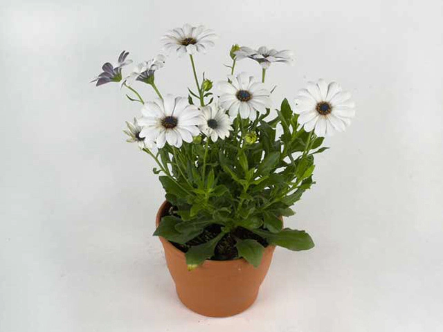 Остеоспермум "GGG Passion Weiss"