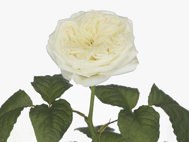 Роза крупноцветковая "Paradise White"