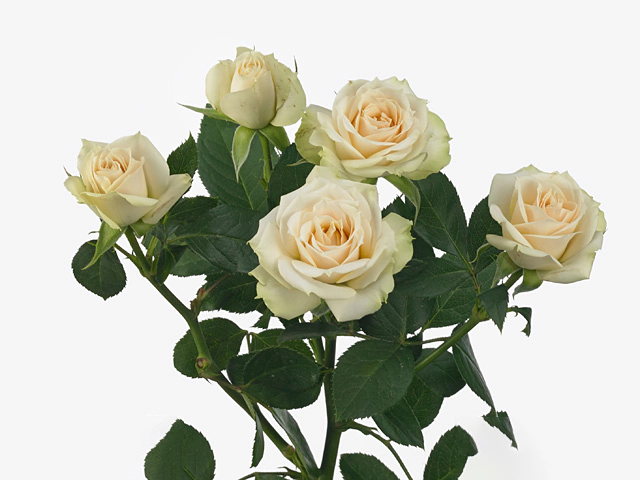 Роза спрей "Cream Irischka"