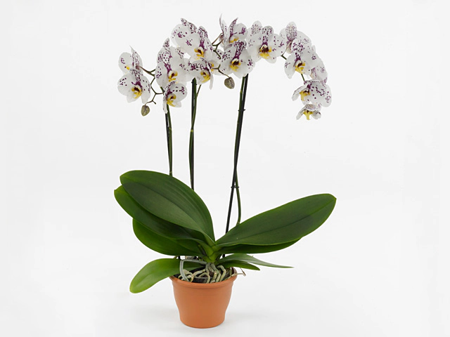 Phalaenopsis Fellini