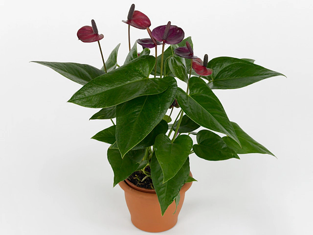 Anthurium (Andreanum Grp) Princess Amalia Purple Imp