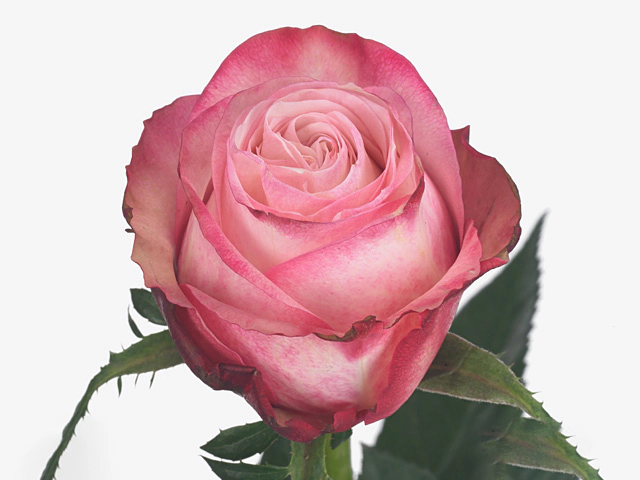 Роза крупноцветковая "No Limit"