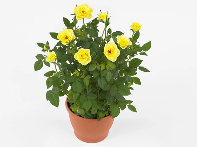 Роза "Antibes Forever"