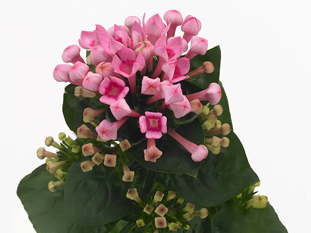 Бувардия одноцветковая "Royal Daphne Fresco"