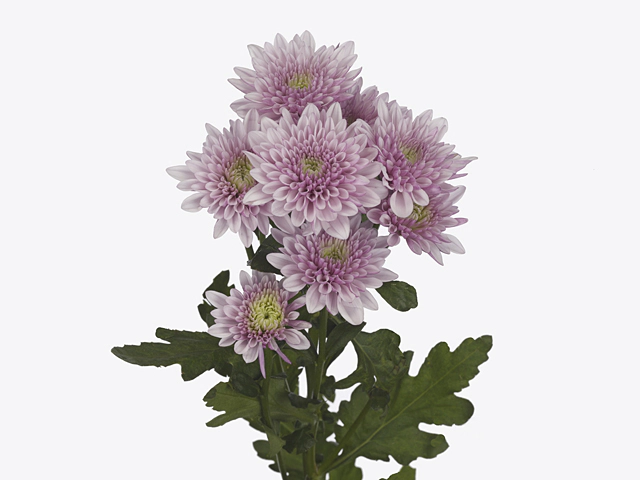 Chrysanthemum (Indicum Grp) spray Pasion Cuchi