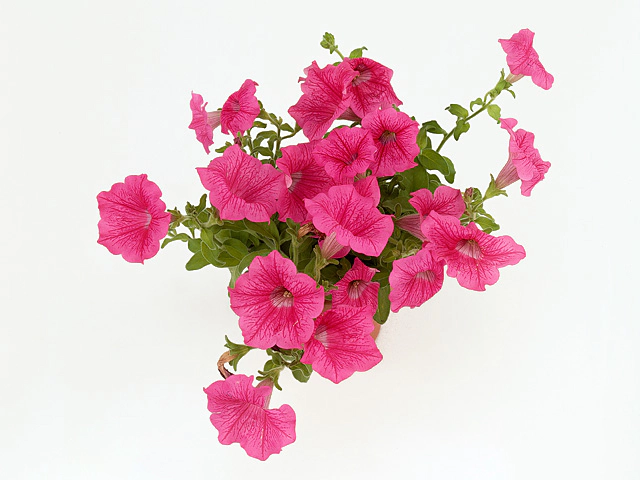 Petunia Surfinia Crazy Pink