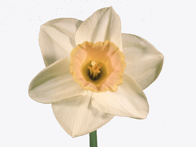 Narcissus (Large-cupped Grp) 'Salome'