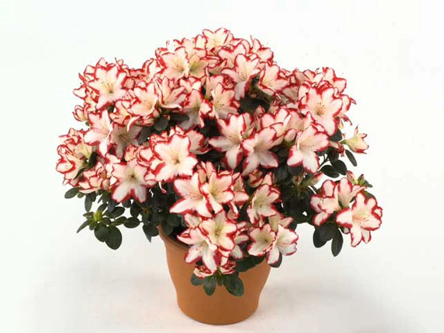 Rhododendron (Simsii Grp) 'Sachsenstern'