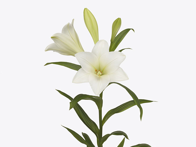 Lilium longiflorum 'Carpino'