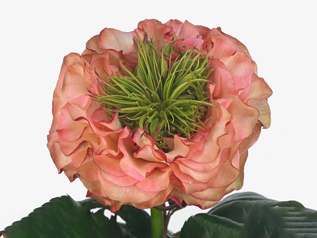 Роза крупноцветковая "Mata Hari!"