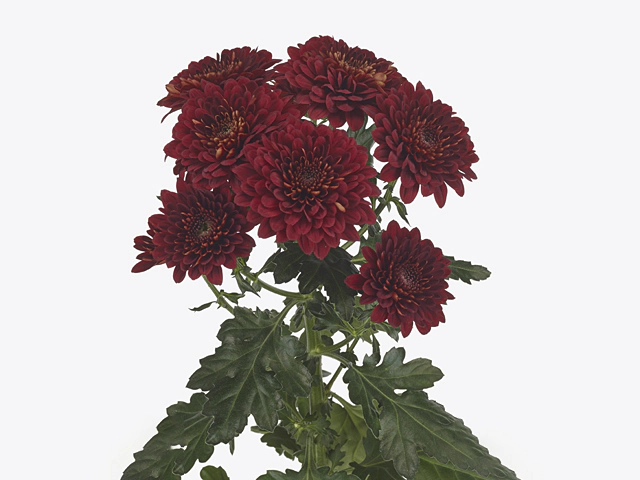 Chrysanthemum (Indicum Grp) spray Popov