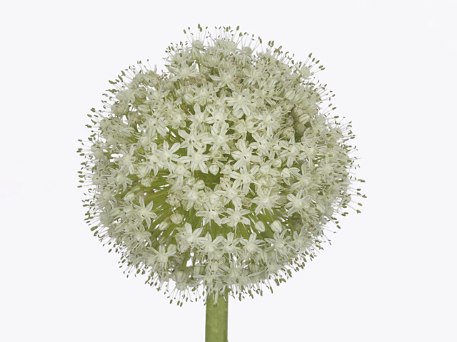 Allium cepa 'White Ball'