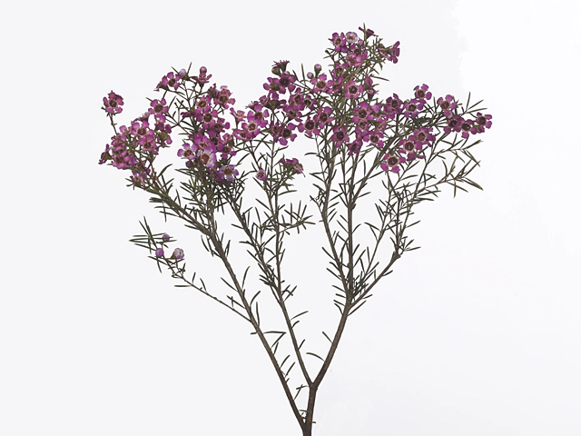 Chamelaucium uncinatum 'Purple Dream'