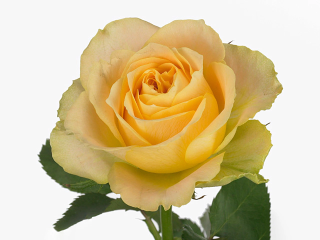 Роза крупноцветковая "Turtle"